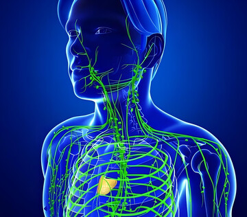 Учёные раскрыли метаболические механизмы, контролирующие работу регуляторных Т-клеток