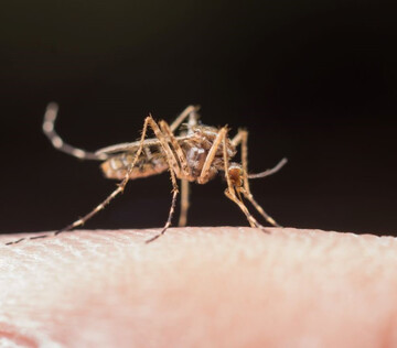 ВОЗ призывает готовиться к глобальной пандемии вируса чикунгуньи