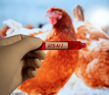 Ученые обнаружили причину устойчивости птичьего гриппа к лихорадке