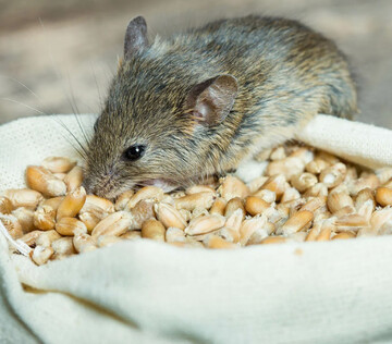 Микробиота кишечника влияла на прогрессирование расстройств аутистического спектра у мышей