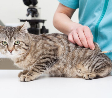 Клеточная терапия у кошек помогла подавить аналог постковидного синдрома